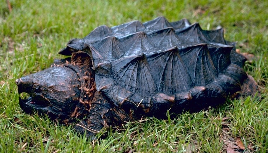An alligator snapping turtle, a large freshwater turtle with a heavy ridged shell and hooked beak, resting in shallow water.