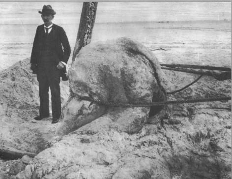 The pale, shapeless 1896 St. Augustine carcass lying on the beach, an early example of a globster once proposed as a giant octopus
